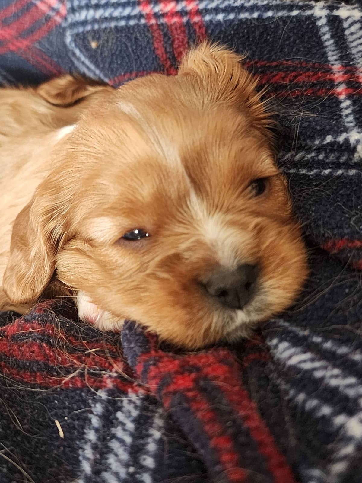 Cavalier King Charles Spaniel Puppies breeder image 7