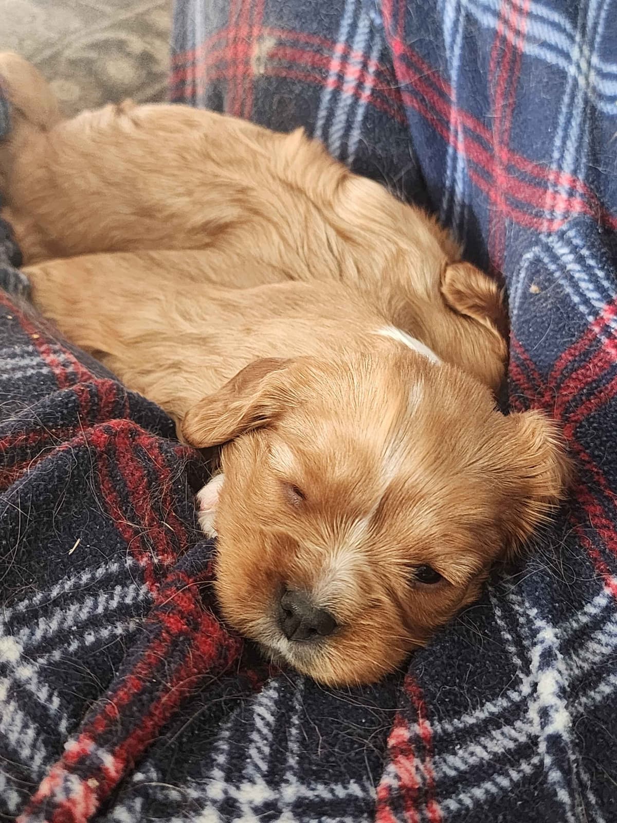 Cavalier King Charles Spaniel Puppies breeder image 8