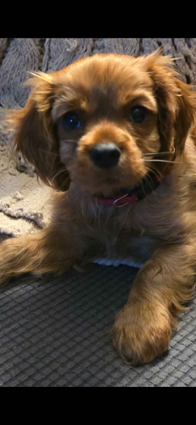 Cavalier King Charles Spaniel Puppies media 14