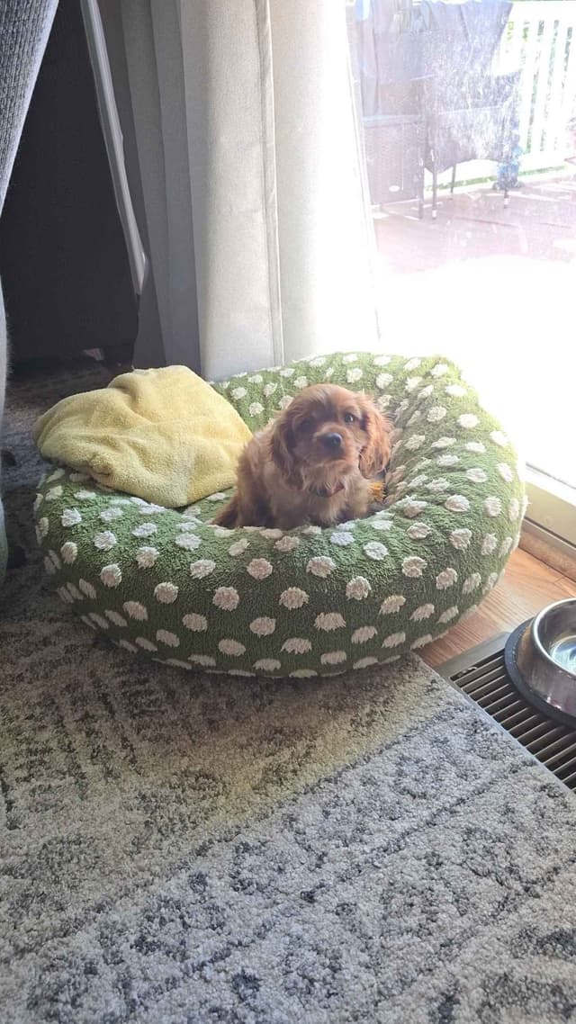 Cavalier King Charles Spaniel Puppies media 4