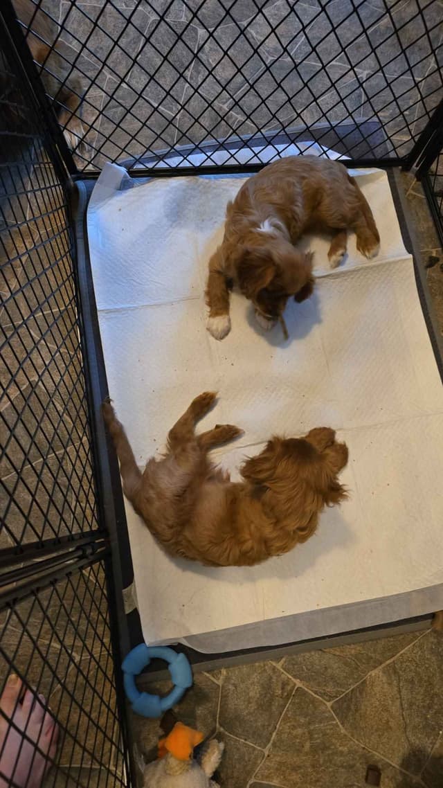 Cavalier King Charles Spaniel Puppies media 5
