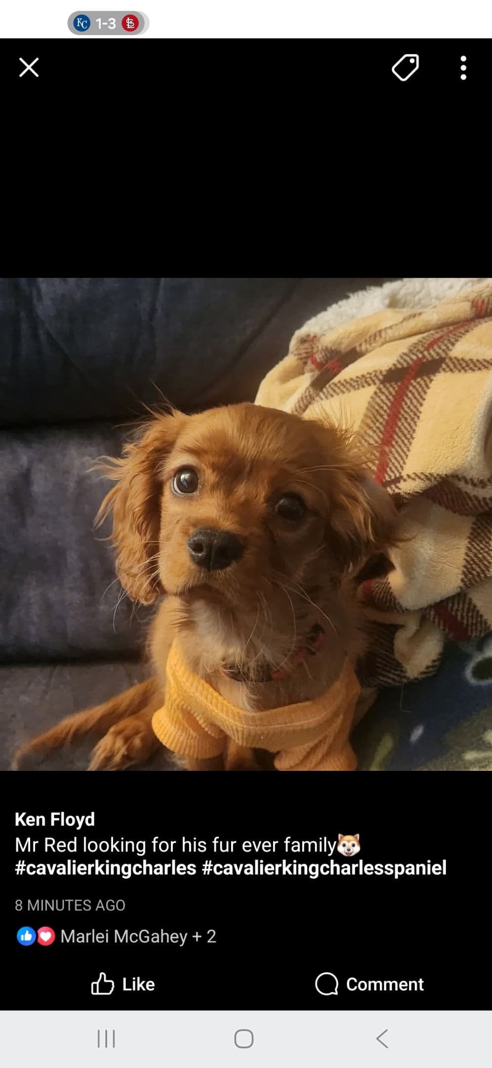 Cavalier King Charles Spaniel Puppies breeder image 12