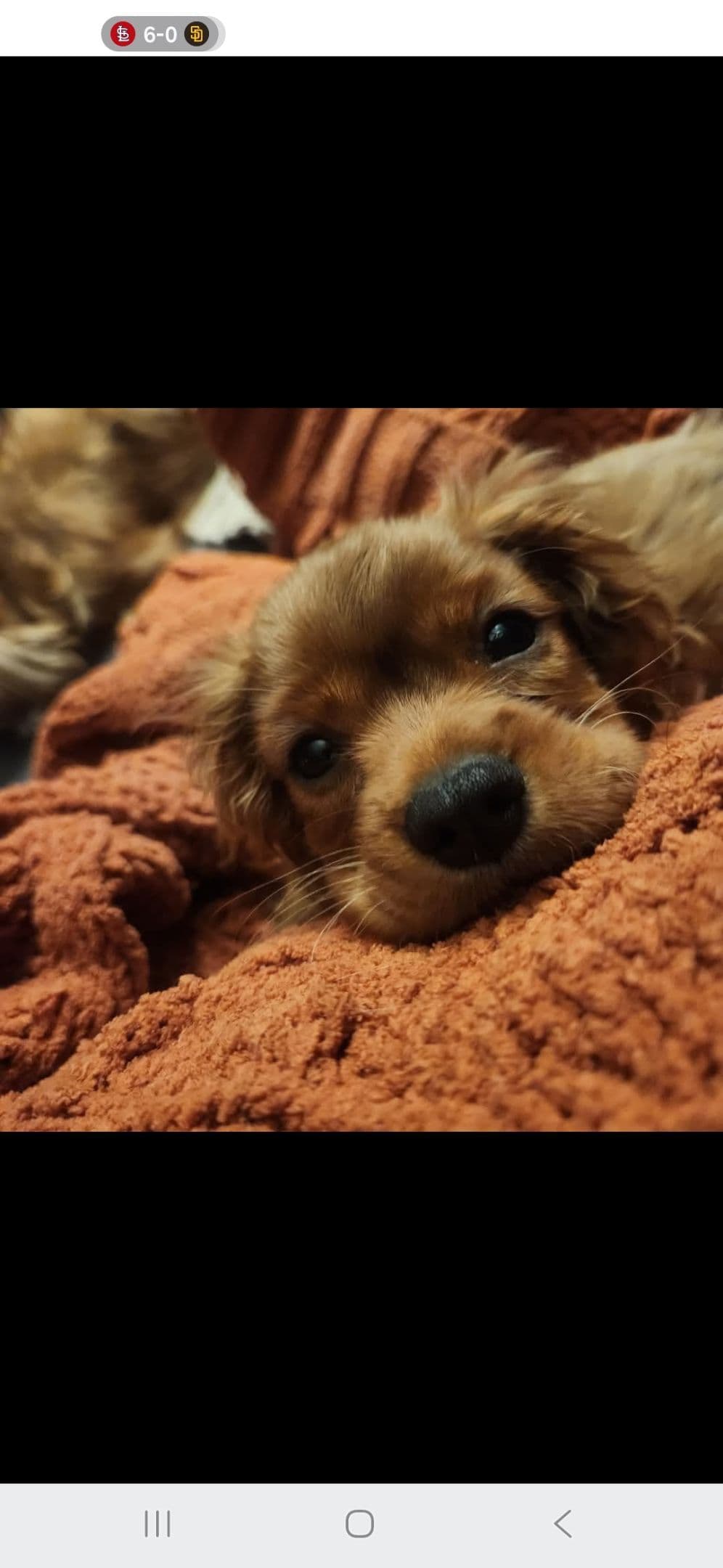 Cavalier King Charles Spaniel Puppies breeder image 16