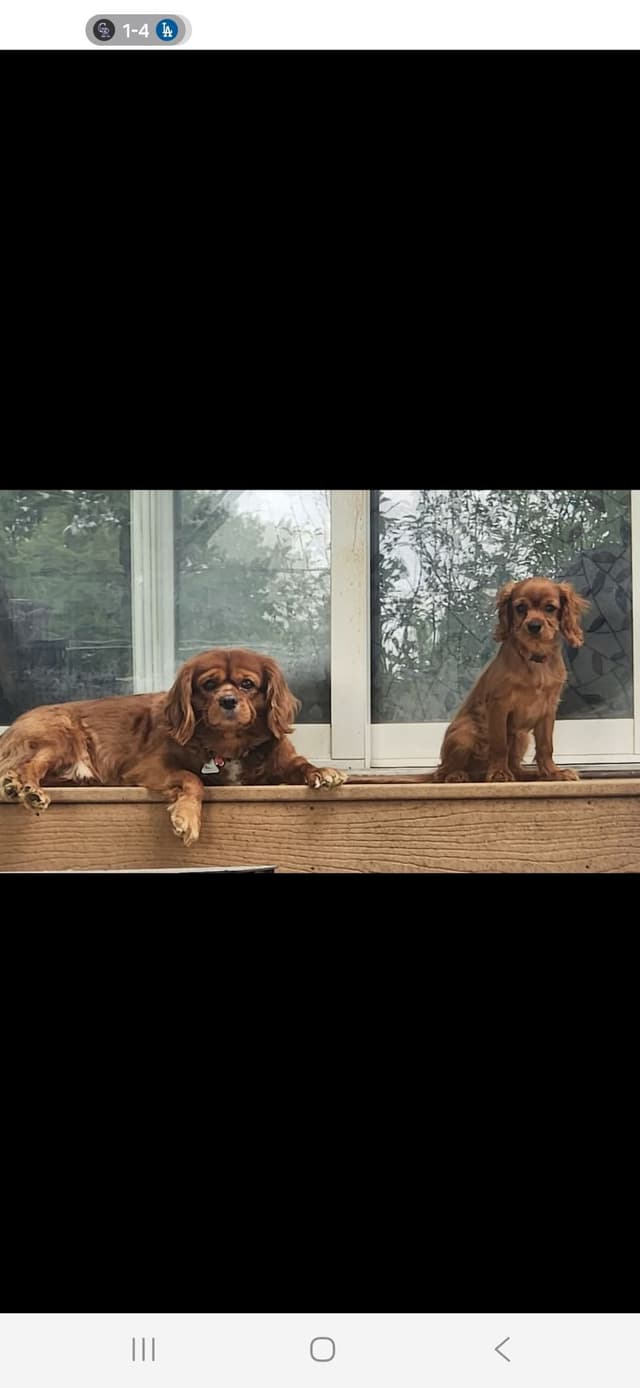 Cavalier King Charles Spaniel Puppies media 7