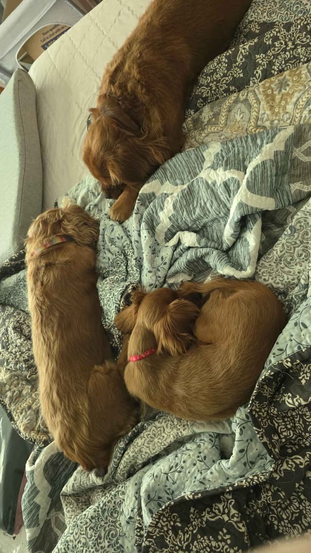 Cavalier King Charles Spaniel Puppies media 8