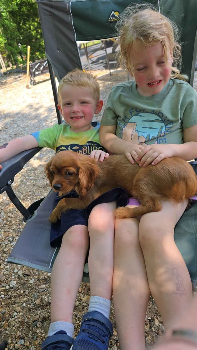 Cavalier King Charles Spaniel Puppies media 9