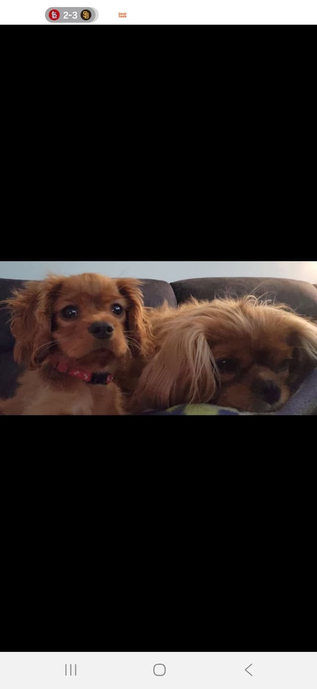 Cavalier King Charles Spaniel Puppies media 12