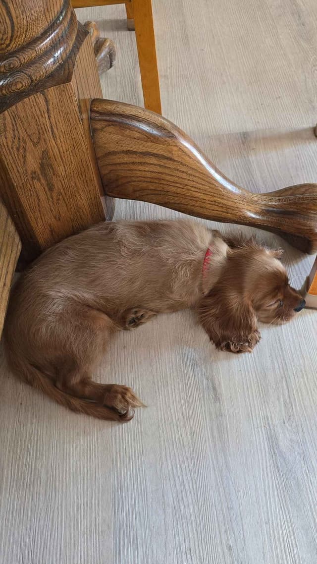 Cavalier King Charles Spaniel Puppies media 13