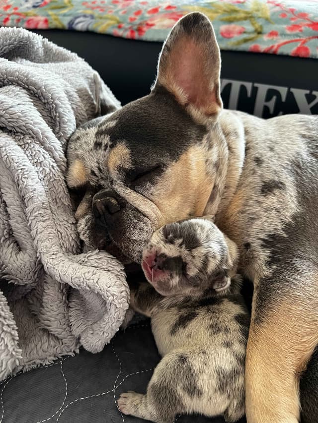 French Bulldog Puppies media 2