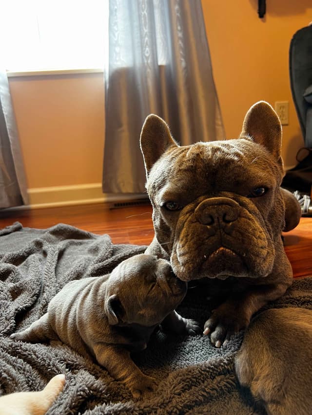 French Bulldog Puppies media 3