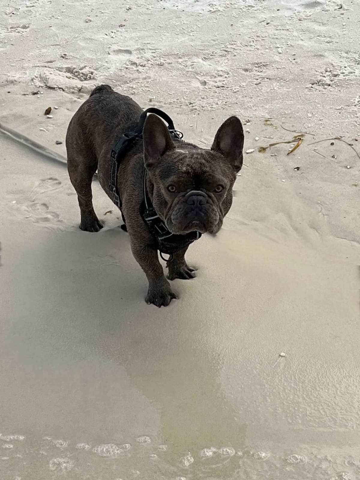 French Bulldog Puppies breeder image 4