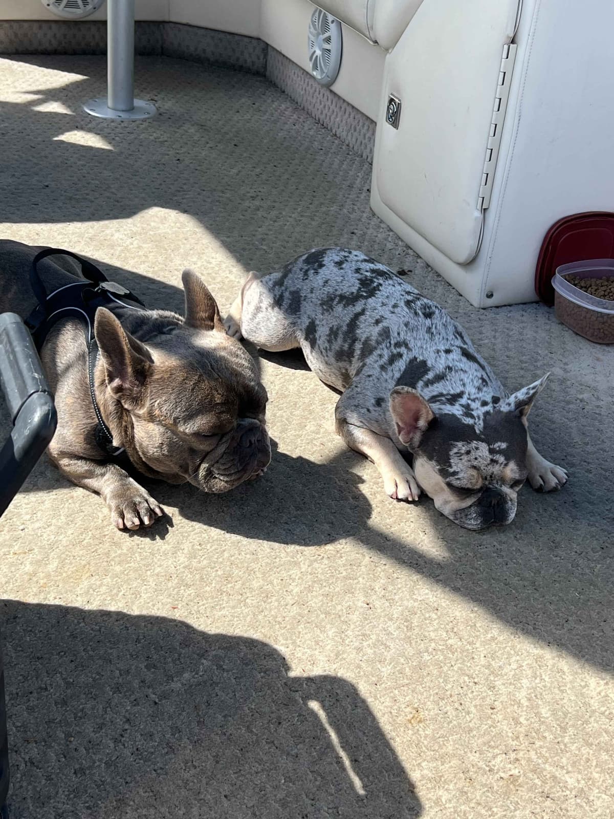 French Bulldog Puppies breeder image 8