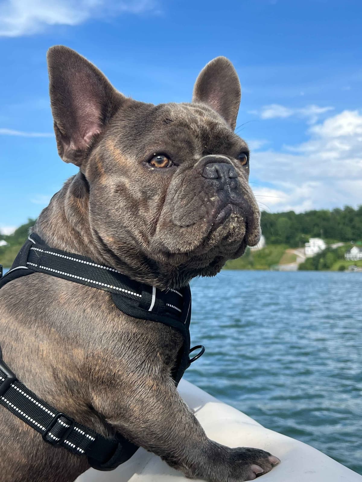 French Bulldog Puppies breeder image 9