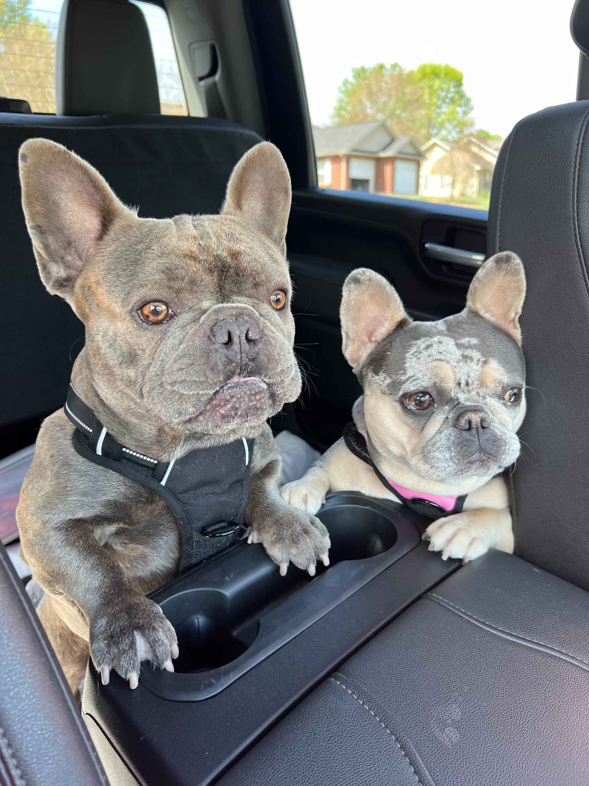 French Bulldog Puppies breeder image 10