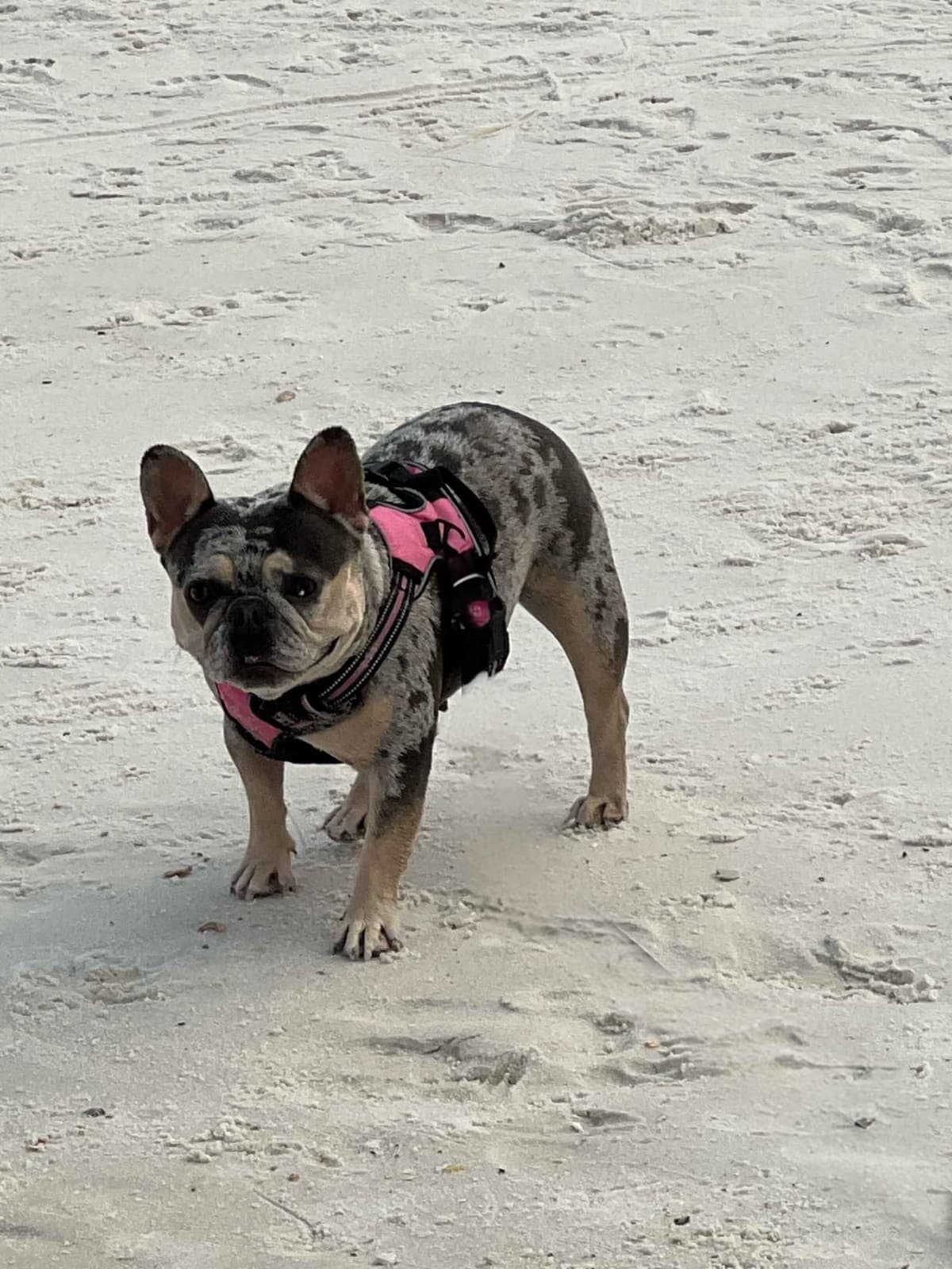 French Bulldog Puppies breeder image 13
