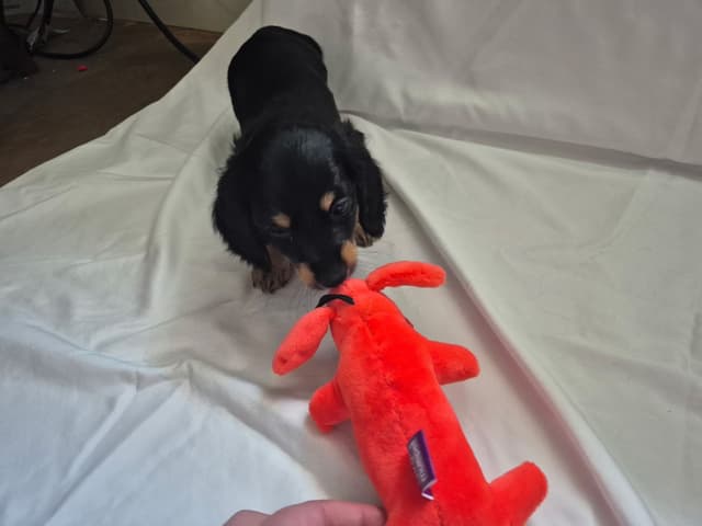 Long Hair Mini Dachshund Puppies media 2