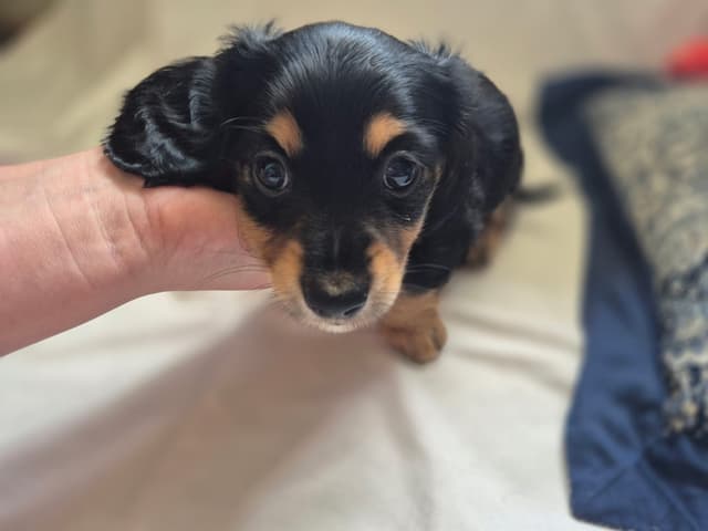 Long Hair Mini Dachshund Puppies media 3