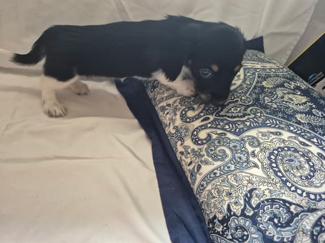 Long Hair Mini Dachshund Puppies media 4