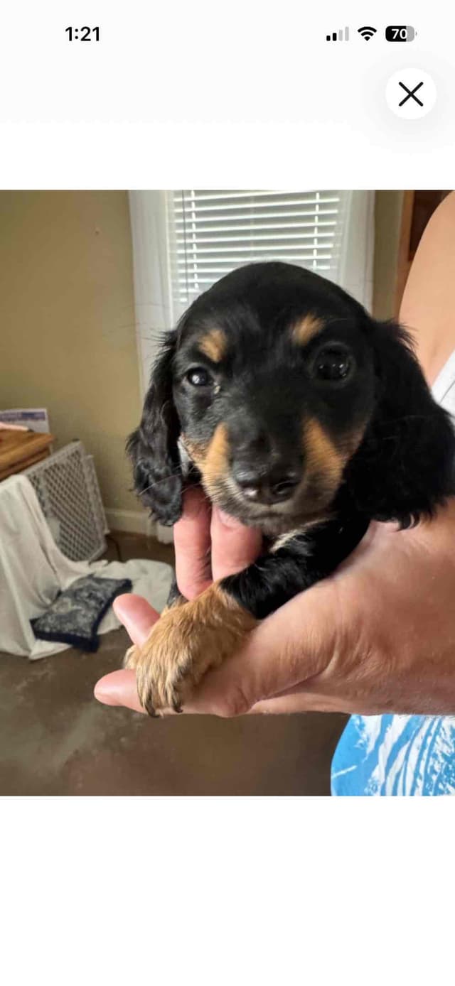 Long Hair Mini Dachshund Puppies media 5