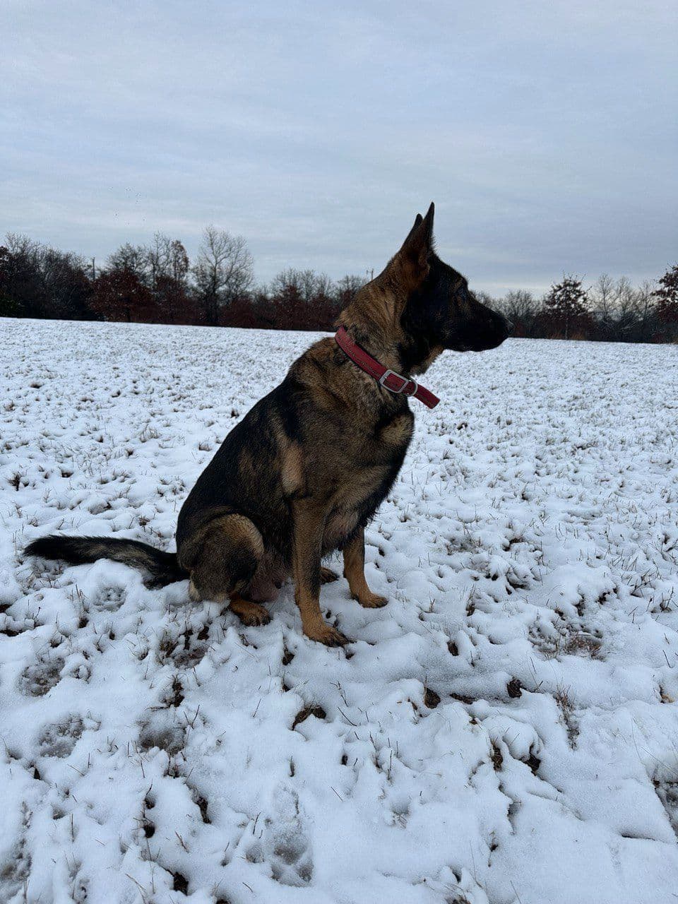 German Shepherd Dog Puppies breeder image 3