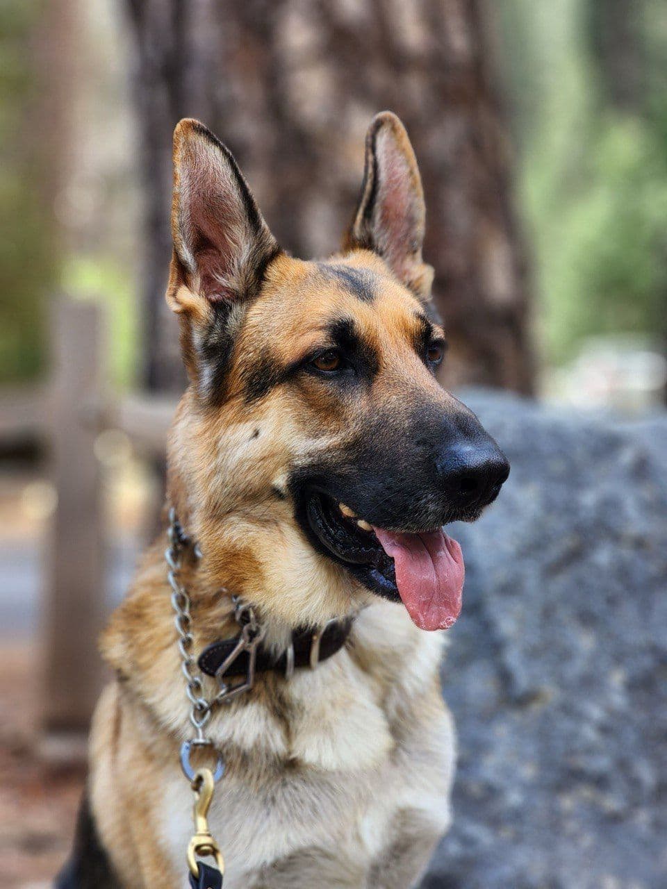 German Shepherd Dog Puppies breeder image 1