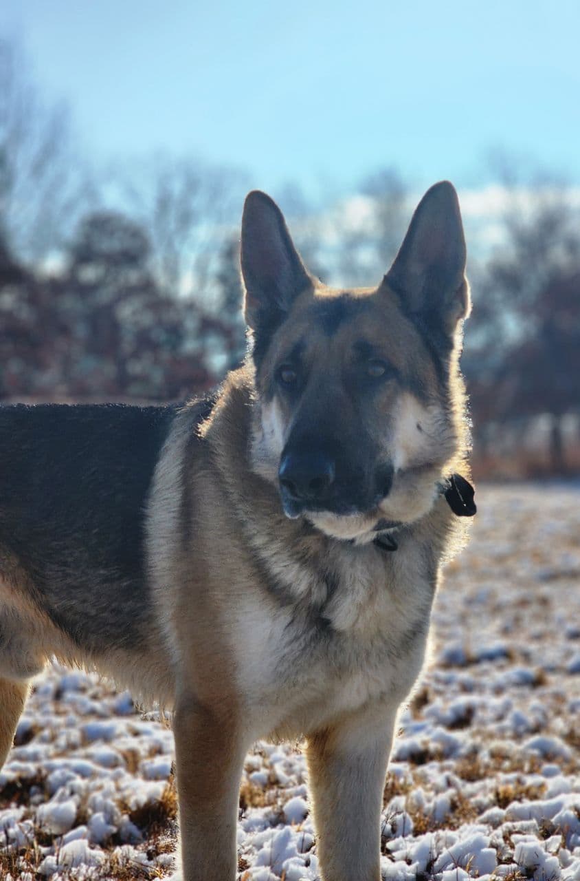German Shepherd Dog Puppies breeder image 4
