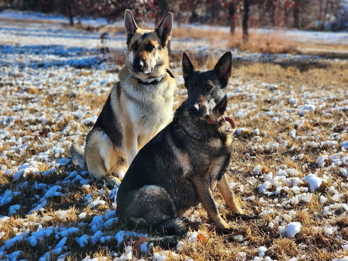 German Shepherd Dog Puppies breeder image 5
