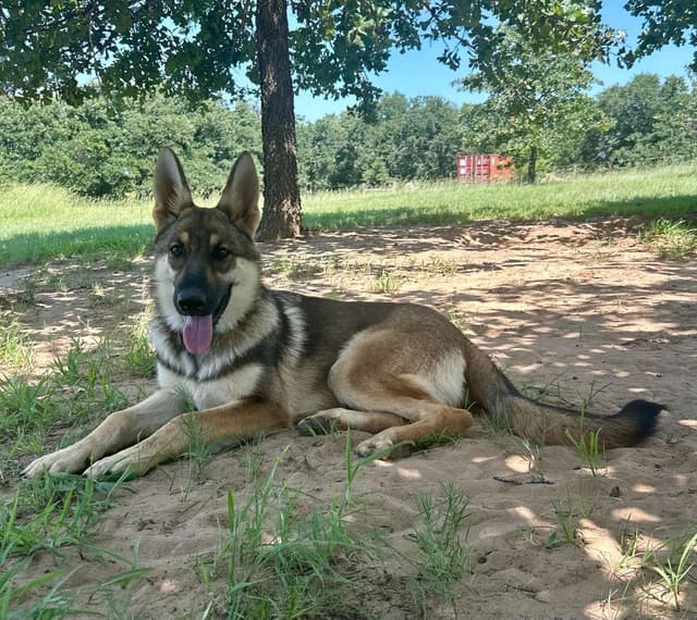German Shepherd Dog Puppies media 2