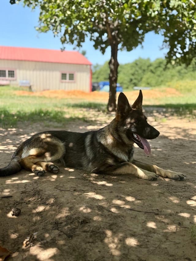 German Shepherd Dog Puppies media 3