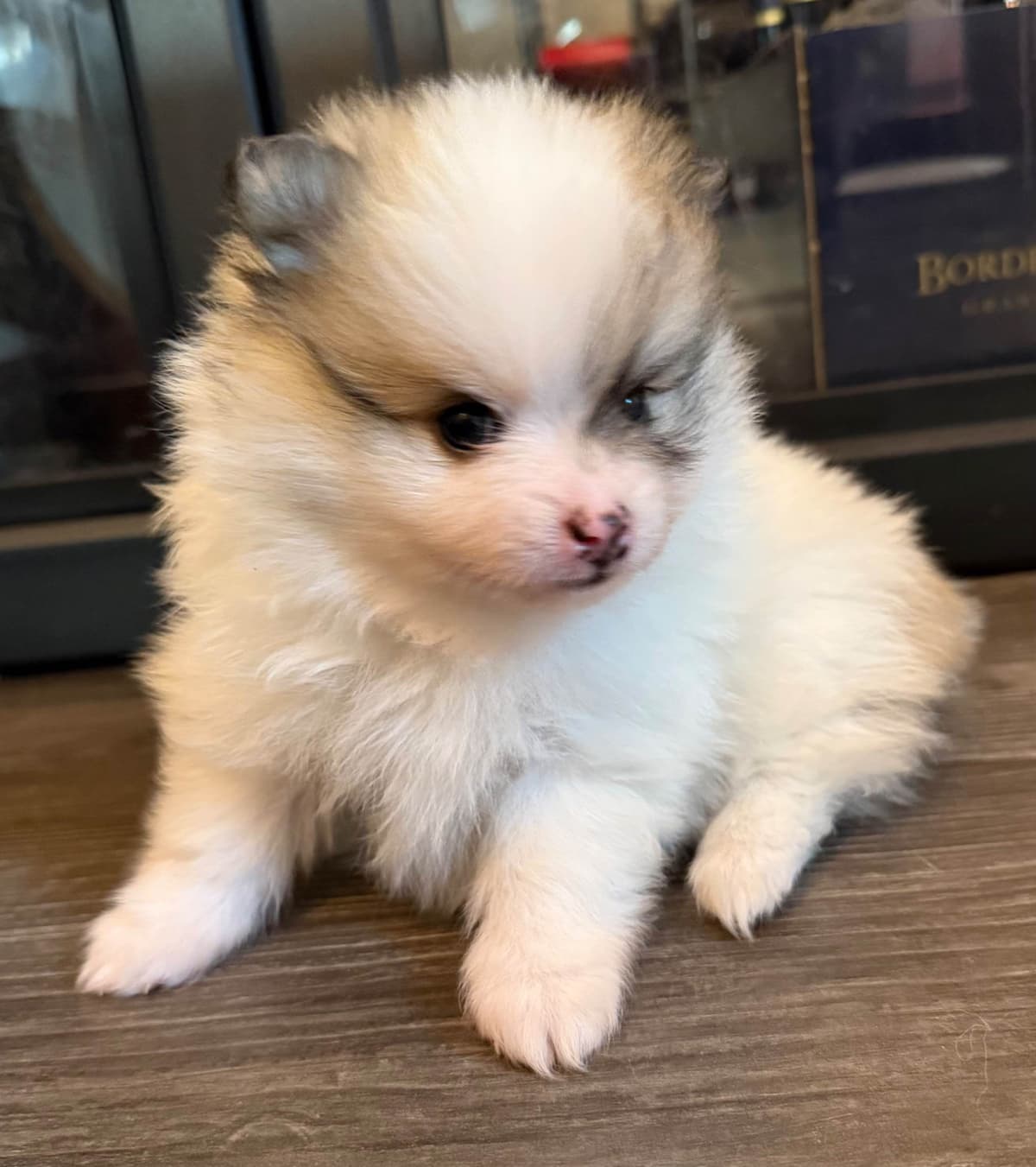 Pomeranian Puppies breeder image 4