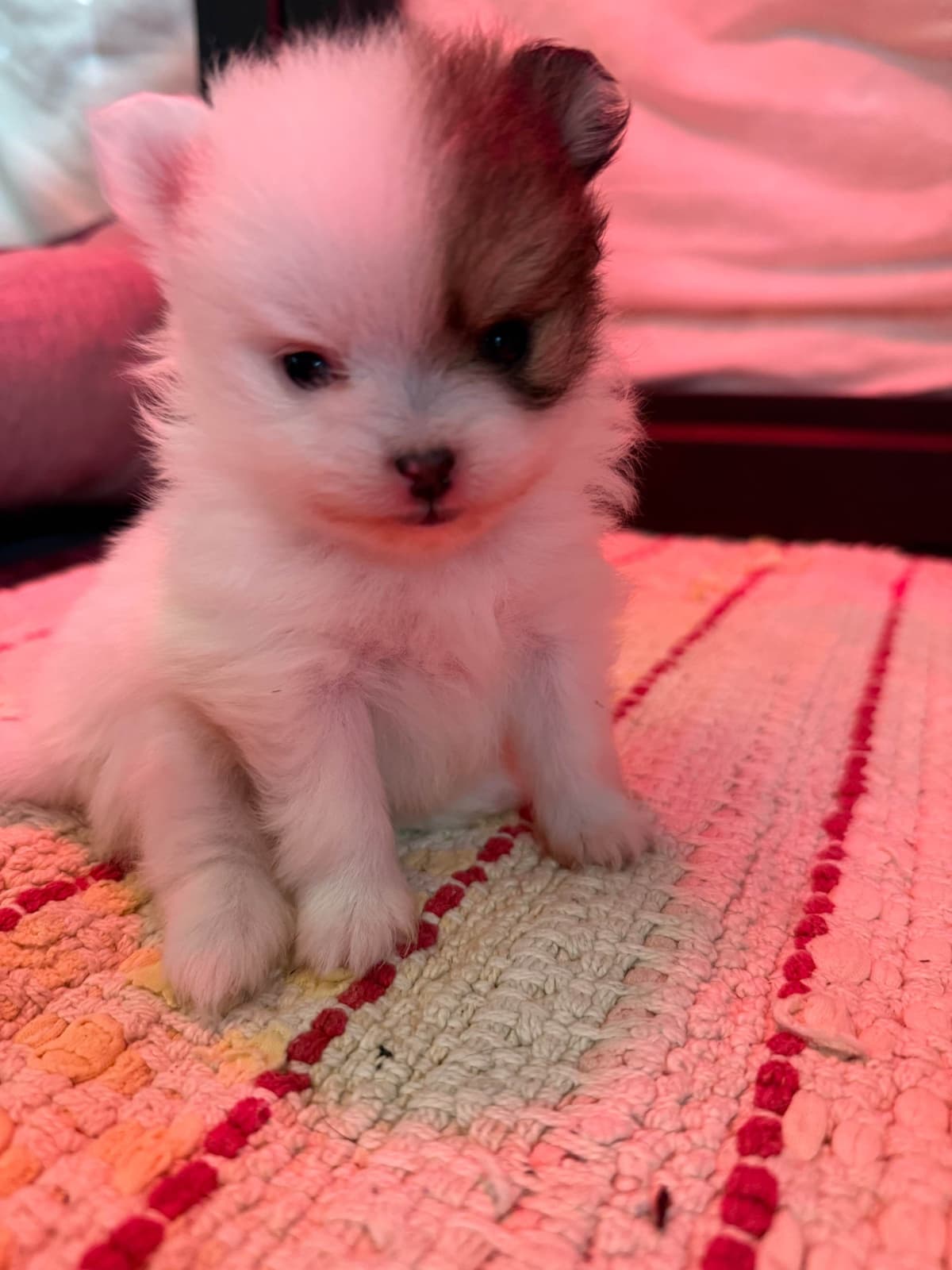 Pomeranian Puppies breeder image 3