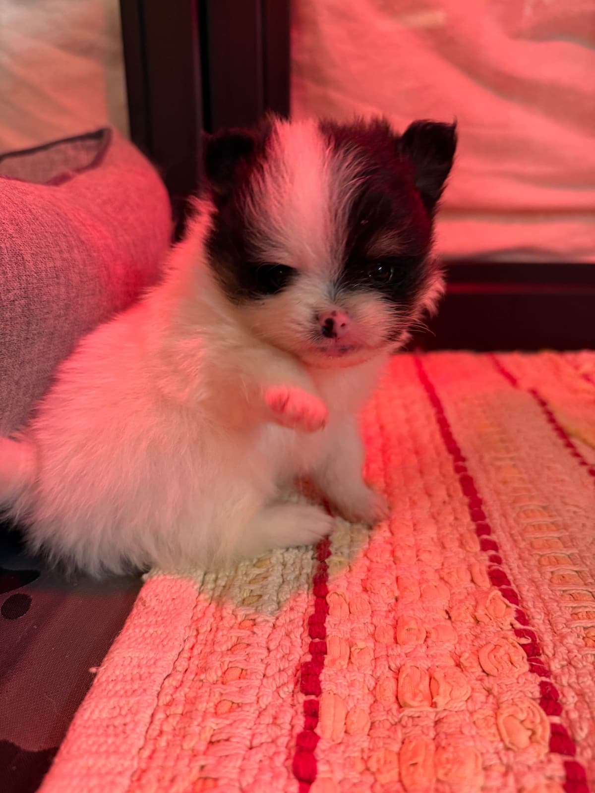 Pomeranian Puppies breeder image 5