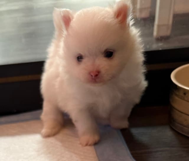 Pomeranian Puppies media 6