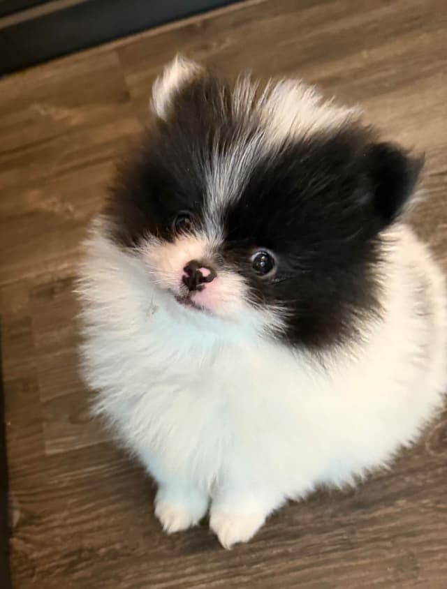 Pomeranian Puppies media 10
