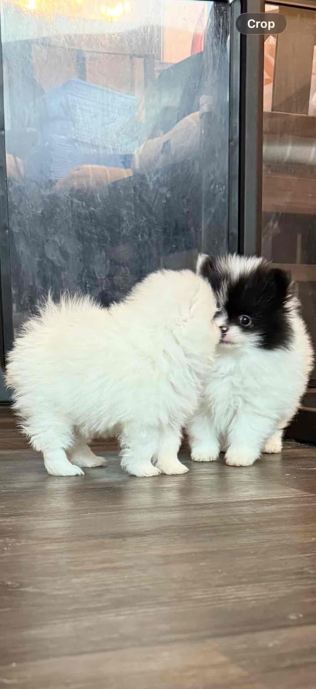 Pomeranian Puppies media 18