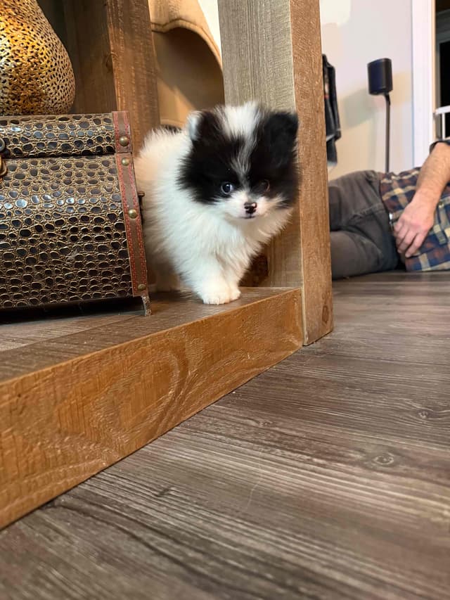 Pomeranian Puppies media 12