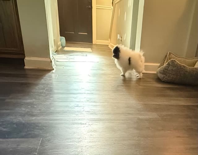 Pomeranian Puppies media 13