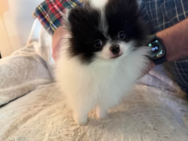 Pomeranian Puppies media 8