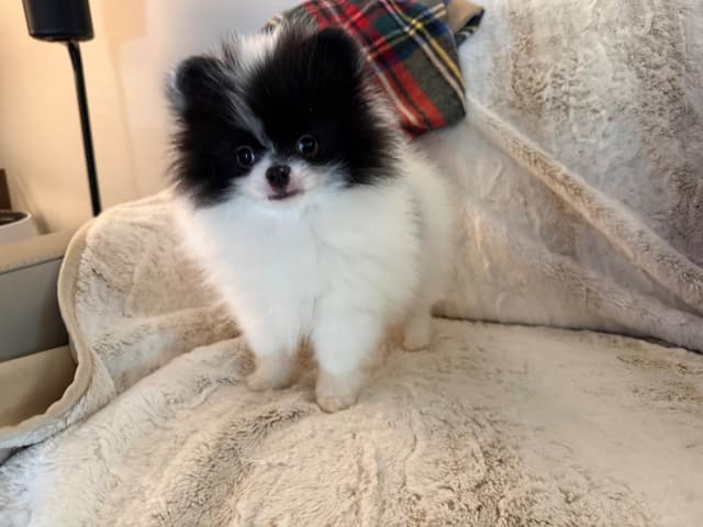 Pomeranian Puppies media 9