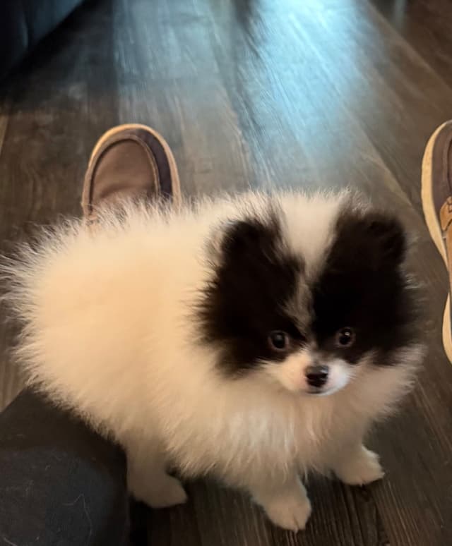 Pomeranian Puppies media 14