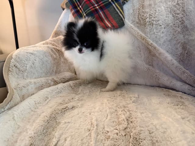 Pomeranian Puppies media 16