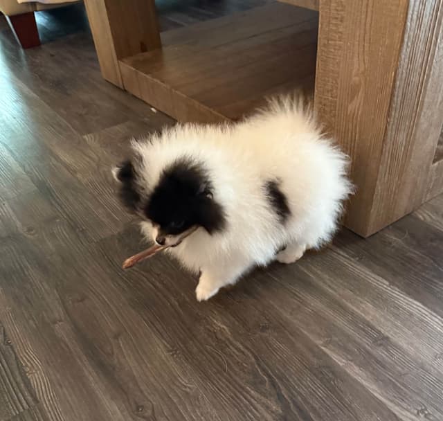 Pomeranian Puppies media 15