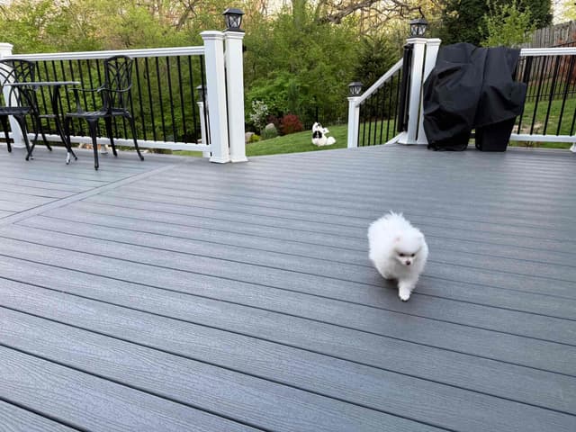 Pomeranian Puppies media 4