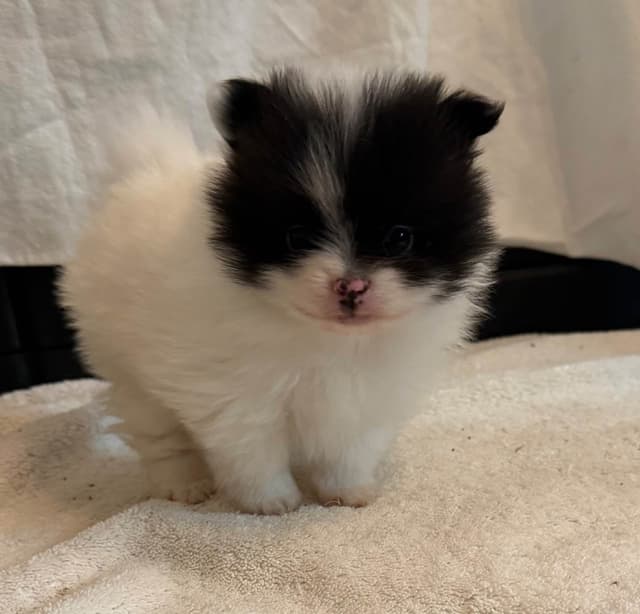 Pomeranian Puppies media 17
