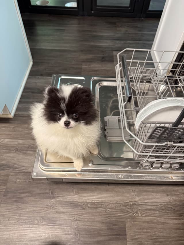 Pomeranian Puppies media 11