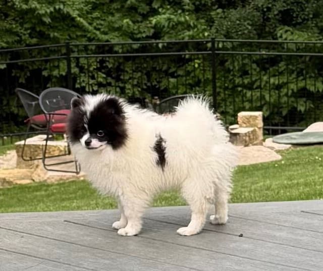 Pomeranian Puppies media 7