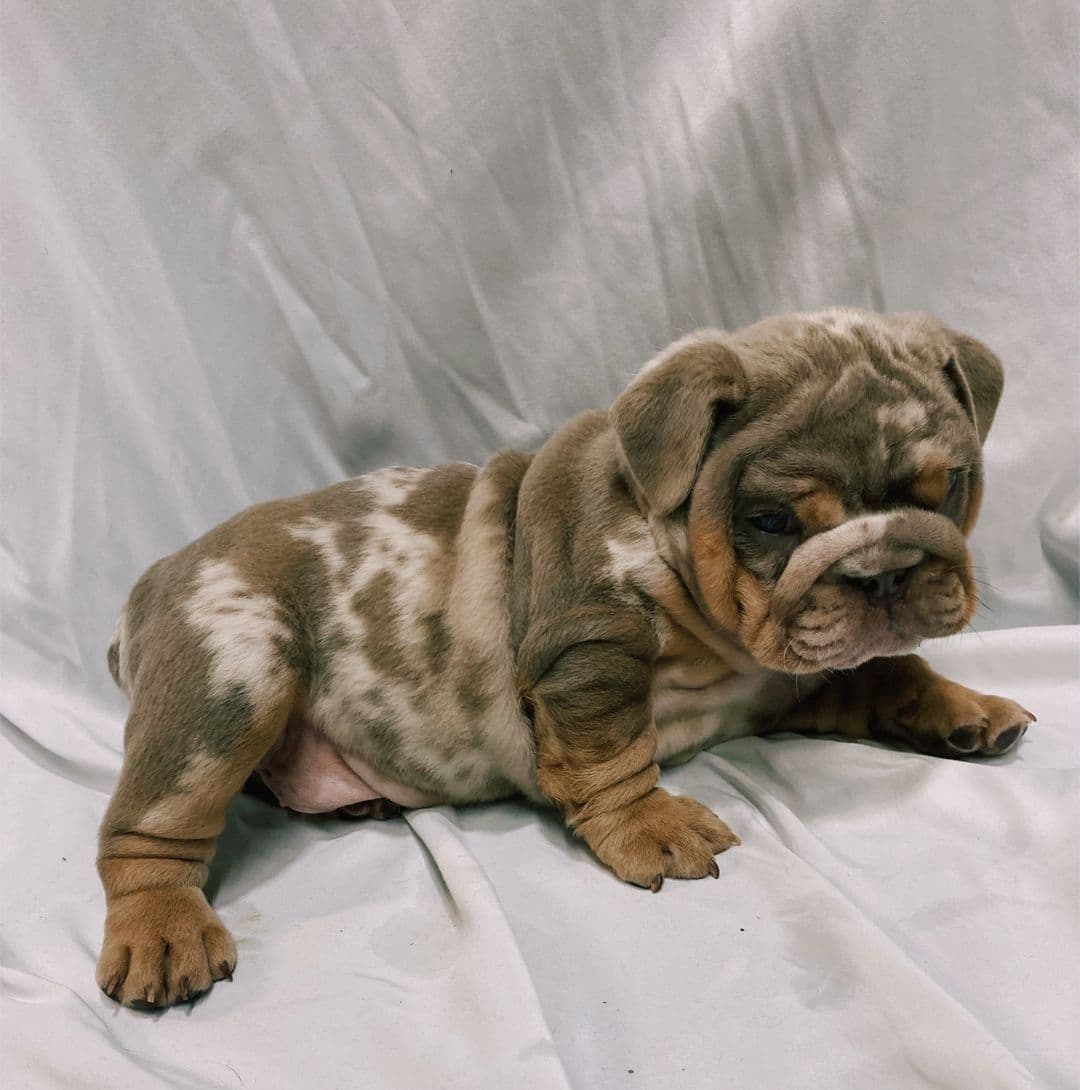 Bulldog Puppies breeder image 2