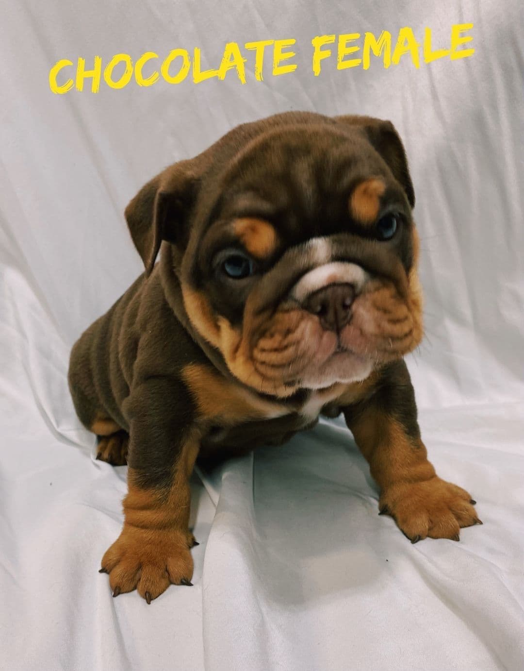 Bulldog Puppies breeder image 4