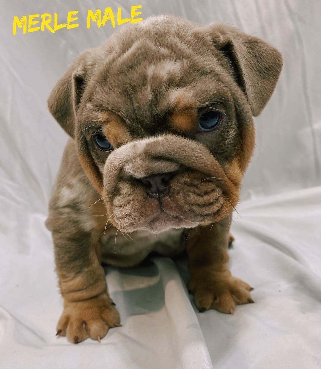 Bulldog Puppies breeder image 6