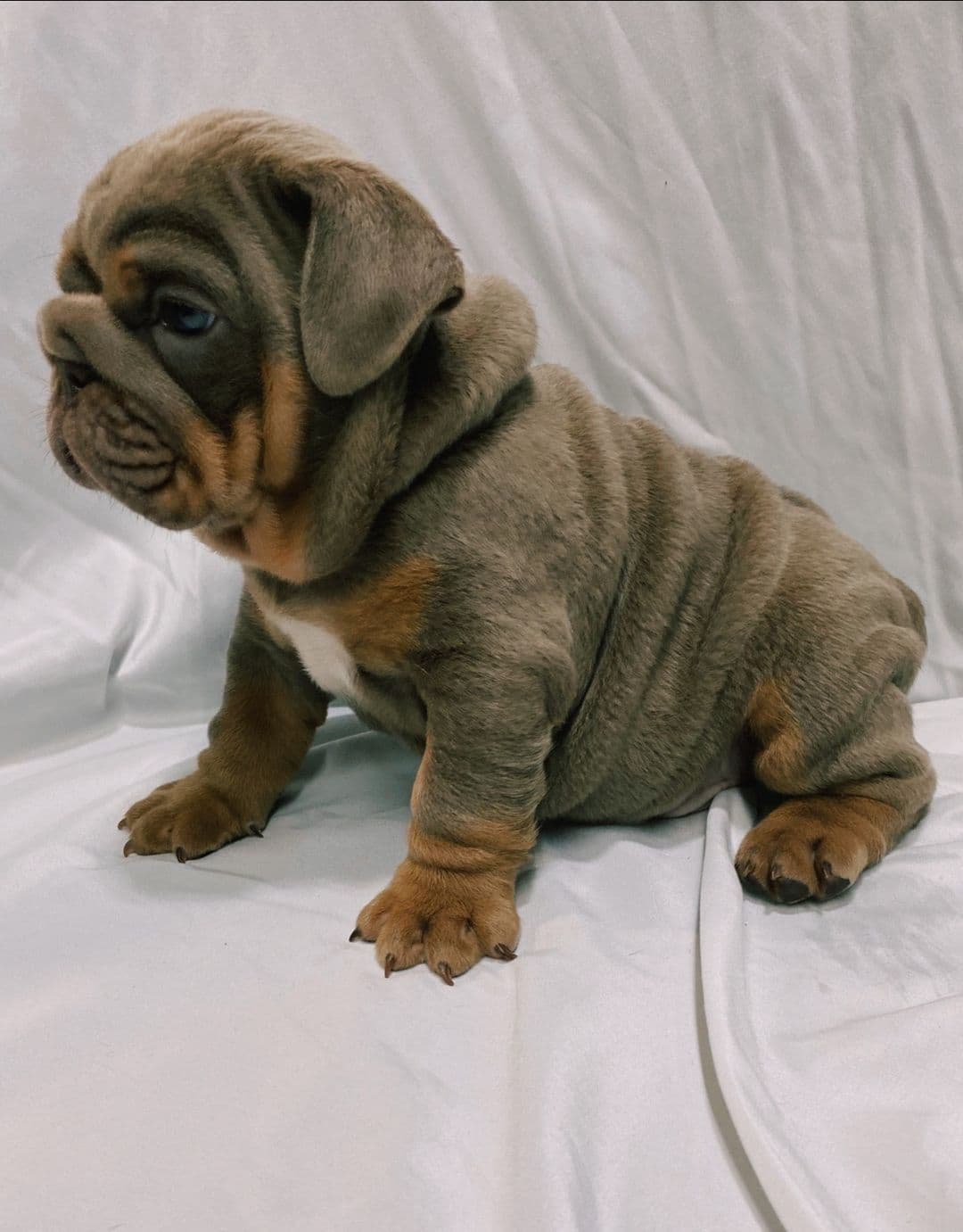 Bulldog Puppies breeder image 5